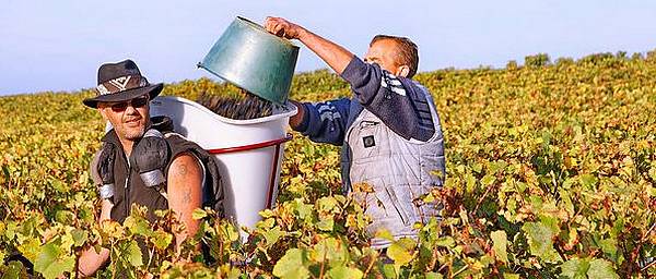 hand harvesting in the Loire Valley vineyards