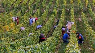 participate in grape harvest in the Loire Valley