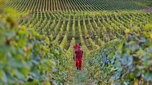 walking in the heart of the Loire Valley vineyards