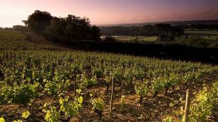 loire valley vineyards at sunset